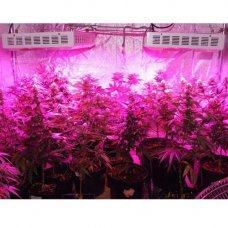 Full Spectrum 300W LED Grow Light For Medicinal Marijuana Plants