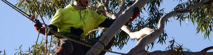 Tree Services Napier