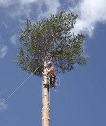 ArboristsNelson